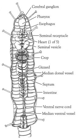 earthworm dissection guide pdf open versus closed circulatory system dissection of the earthworm dissection guide pdf open versus closed circulatory system dissection of the